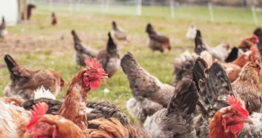 Stire din Economie : Bursă, agricultură, Produs Intern Brut. INFO economic