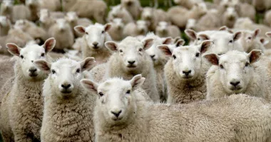 Stire din Economie : Finanțe, agricultură, producție industrială. INFO economic