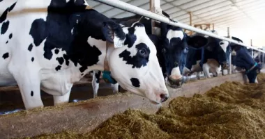 Stire din Economie : Finanțe, producție de carne, deficit comercial. INFO economic