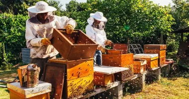 Stire din Economie : Cadastru, apicultură, resurse umane. INFO economic