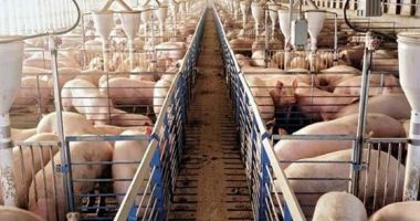 Stire din Economie : Informații utile pentru crescătorii de porci și de păsări