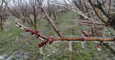 Stire din Social : Dezastru în agricultură. Înghețul a distrus peste 70% din livezile din Nădlac