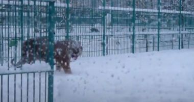 Stire din Eveniment : Un îngrijitor de la o grădină zoologică a fost omorât de tigrul pe care încerca să îl hrănească
