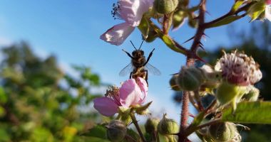 Inițiativă europeană pentru salvarea insectelor polenizatoare