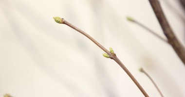 Vine primăvara în… decembrie - 2