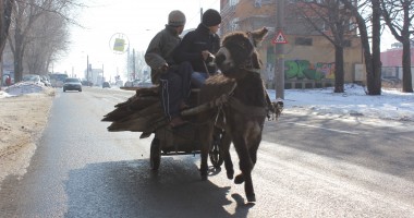 CONSTANȚA ÎN IMAGINI / Numai măgari în trafic - 2