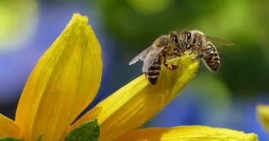 Stire din Sănătate : Remedii de mare ajutor după o înțepătură de albină