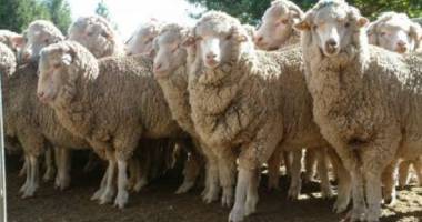 Stire din Economie : VEȘTI BUNE PENTRU ROMÂNIA! Interes major pentru exporturile românești de ovine și bovine în țările arabe
