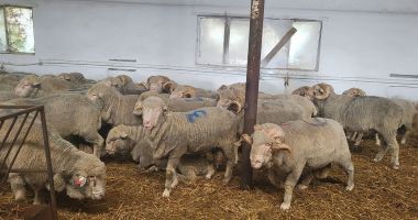 "Fără cercetare nu se poate face nimic! Oamenii au realizat că nu ne jucăm cu genetica" - 4