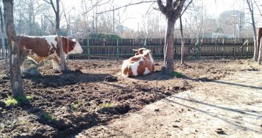 Iulian Călin: "Delfinii din Ucraina vor sta la noi cel puţin trei ani" - 3