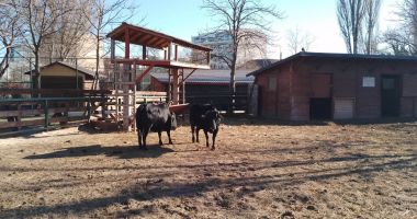 Iulian Călin: "Delfinii din Ucraina vor sta la noi cel puţin trei ani" - 6