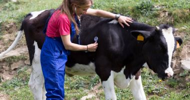 Stire din Economie : Fermierii nu mai pot administra tratamente animalelor