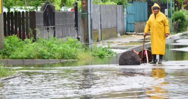 Ploaia face ravagii la Constanța. Copaci căzuți și inundații în tot județul - 2