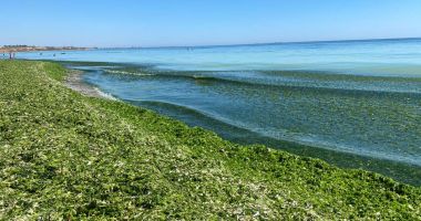 Invazie de alge pe litoral. Echipele Apelor Române intervin în fiecare seară - 2