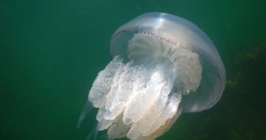 Invazie de meduze pe plajele din Constanța. "Meduzele sunt o specie comună" - 2