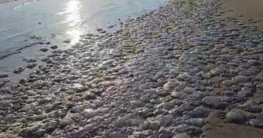 Stire din Actualitate : "Covor" de meduze pe plaja din Mamaia. Nevertebratele au fost aduse la mal de furtuna de ieri
