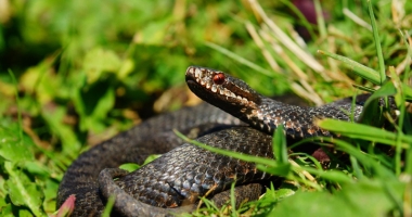 Stire din Actualitate : Zeci de cobre au scăpat dintr-o fermă ilegală. Localnicii, disperați