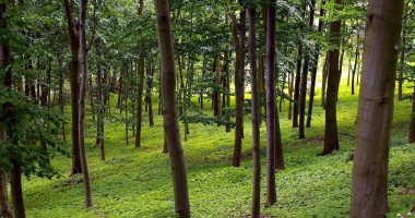 Stire din Economie : Investiții de 305 milioane euro în sectorul forestier