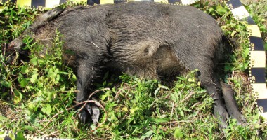 În vizorul polițiștilor, pentru că au împușcat un mistreț - 3