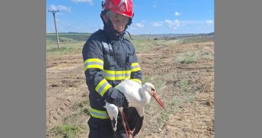 Pompierii constănțeni alături de necuvântătoarele aflate în dificultate - 2