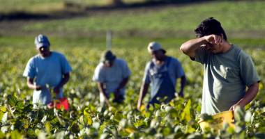 Stire din Social : La ce riscuri sunt supuși lucrătorii din agricultură
