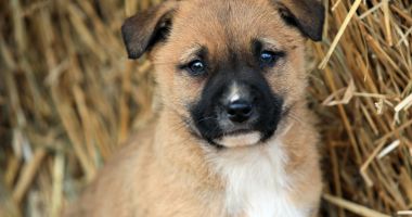 Iubiți animalele? Alăturați-vă la această campanie de adopție și faceți viața unui cățel fericită! - 2