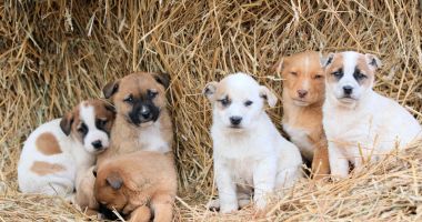 Stire din Social : Iubiți animalele? Alăturați-vă la această campanie de adopție și faceți viața unui cățel fericită!