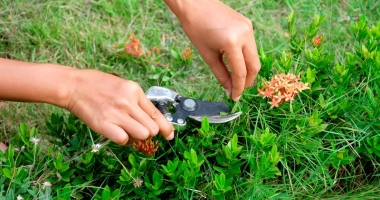 Stire din Diverse : Ixora. Eleganță  cu parfum