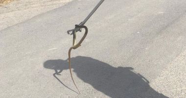 Stire din Eveniment : Un șarpe a fost descoperit într-o locuință din Valu