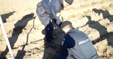 Jandarmii constănțeni  au plantat pomi, la Peștera - 2