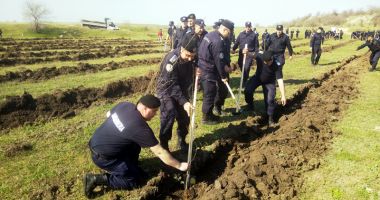 Stire din Eveniment : Jandarmii, acțiune de plantare de puieți în județul Constanța
