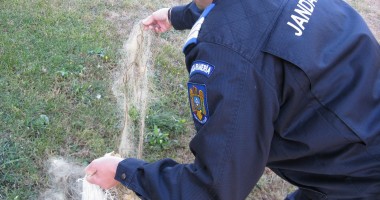 Stire din Eveniment : Braconier surprins de polițiștii de frontieră