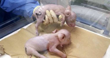 Stire din Actualitate : Japonezii clonează porci pentru a fi folosiți ca donatori de organe pentru oameni