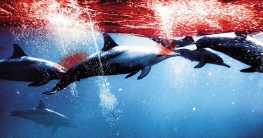 Stire din Actualitate : Japonia a UCIS 251 de BALENE în Antarctica, înaintea interdicției impuse de Haga