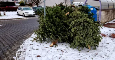 Stire din Social : Evitați amenzile! Unde sunt amenajate punctele de colectare a brazilor de Crăciun în municipiul Constanța