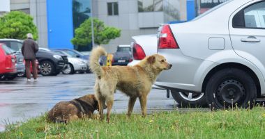 Stire din Social : Soarta câinilor fără stăpân din Constanţa, decisă de consilierii locali