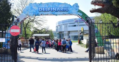 Stire din Social : Cinci decenii de la înfiinţarea unicului Delfinariu din România. "Există o conexiune incredibilă între oameni şi animale!"