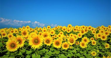 Stire din Economie : Riscuri în agricultură! Cât de greu este să transformi seminţele de floarea-soarelui în bani