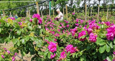Stire din Economie : O afacere mai puţin întâlnită. Petalele de trandafiri nu vă îmbogăţesc, dar vă parfumează viaţa