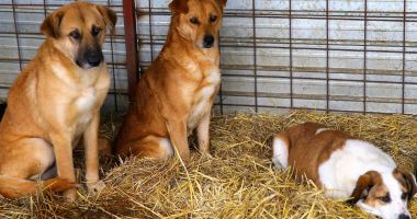Stire din Social : Vine iarna! Ce faceți cu câinii de pe străzi? „Va fi înfiinţat un birou de adopţii”