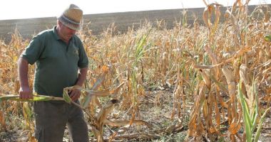 Stire din Economie : Guvernanții își amintesc de "bolile" sistemului de irigații numai când seceta distruge culturile agricole
