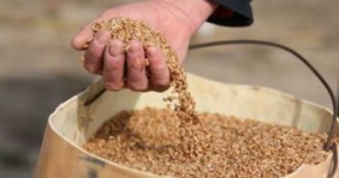 Stire din Eveniment : Furt de cereale în județul Tulcea