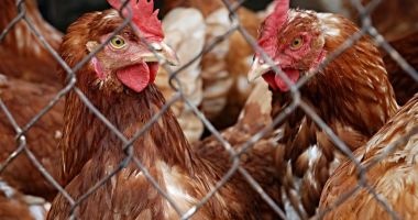 Stire din Economie : Judeţul Constanţa nu are niciun focar de gripă aviară