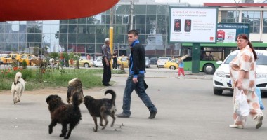 Când va scăpa Constanța de câinii maidanezi: "Eutanasiem jumătate din ei" - 2