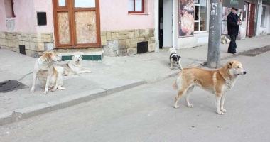 ADIO MAIDANEZI PE STRĂZILE CONSTANȚEI!