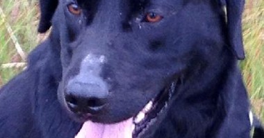 Stire din Diverse : A privit neputincios cum labradorul său a fost sfâșiat de o FOCĂ