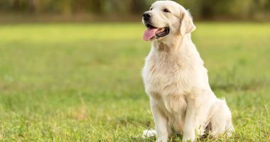 Stire din Eveniment : Miki, labradorul “erou” pentru copiii bolnavi, ucis cu sânge rece