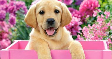 Pericol de moarte! ATENȚIE de unde vă cumpărați animale de companie