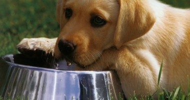 Stire din Cetățenești : În vacanță, cu animalul de companie…