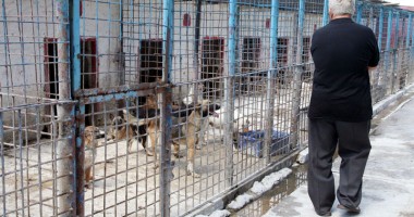 La ce gest a recurs o iubitoare  de animale  din Constanța